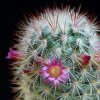 Vai alla scheda di Mammillaria droegeana