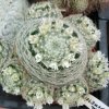 Vai alla scheda di Mammillaria dumetorum