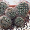 Vai alla scheda di Mammillaria duoformis