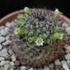 Vai alla scheda di Mammillaria duoformis f. tenango del valle