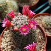 Vai alla scheda di Mammillaria duoformis v. xuchiapensis