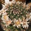 Vai alla scheda di Mammillaria durangicola