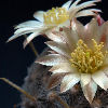 Vai alla scheda di Mammillaria duwei