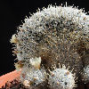 Vai alla scheda di Mammillaria duwei f. cristata