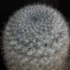 Vai alla scheda di Mammillaria dyckiana