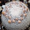 Vai alla scheda di Mammillaria egregia