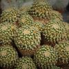 Vai alla scheda di Mammillaria eichlamii