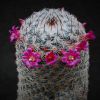 Vai alla scheda di Mammillaria elegans