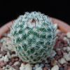 Vai alla scheda di Mammillaria elegans v. dealbata