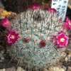 Vai alla scheda di Mammillaria elegans v. teyuca