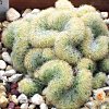 Vai alla scheda di Mammillaria elongata f. cristata