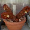 Vai alla scheda di Mammillaria elongata f. rufocrocea