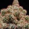 Vai alla scheda di Mammillaria elongata ssp. echinaria