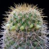 Vai alla scheda di Mammillaria eriacantha