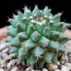 Vai alla scheda di Mammillaria erythra