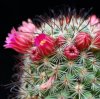 Vai alla scheda di Mammillaria erythrocalix