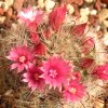 Vai alla scheda di Mammillaria erythrosperma