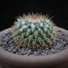 Vai alla scheda di Mammillaria esseriana