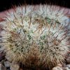Vai alla scheda di Mammillaria estebanensis