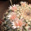 Vai alla scheda di Mammillaria eumorpha