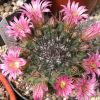 Vai alla scheda di Mammillaria euthele