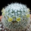 Vai alla scheda di Mammillaria evermanniana