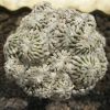 Vai alla scheda di Mammillaria f. mostruosa cv. blando chiara