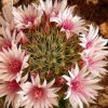 Vai alla scheda di Mammillaria fittkaui