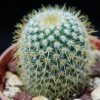 Vai alla scheda di Mammillaria flavicentra