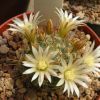 Vai alla scheda di Mammillaria flavihamata