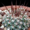 Vai alla scheda di Mammillaria floresii