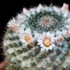 Vai alla scheda di Mammillaria formosa