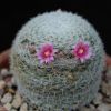 Vai alla scheda di Mammillaria formosa ssp. microthele - fiore rosso