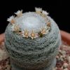 Vai alla scheda di Mammillaria formosa ssp. microthele v. superfina