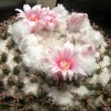 Vai alla scheda di Mammillaria formosa ssp. pseudocrucigera