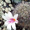 Vai alla scheda di Mammillaria fraileana