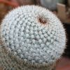 Vai alla scheda di Mammillaria fuauxiana