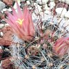 Vai alla scheda di Mammillaria garessii