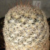 Vai alla scheda di Mammillaria gasseriana