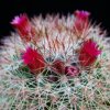 Vai alla scheda di Mammillaria gasterantha