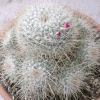 Vai alla scheda di Mammillaria geminispina