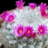 Vai alla scheda di Mammillaria geminispina ssp. leucocentra