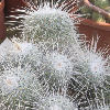 Vai alla scheda di Mammillaria geminispina v. nobilis