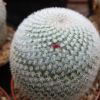 Vai alla scheda di Mammillaria gieseckei