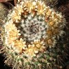 Vai alla scheda di Mammillaria gigantea