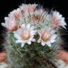 Vai alla scheda di Mammillaria gilensis