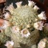 Vai alla scheda di Mammillaria giselae