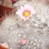 Vai alla scheda di Mammillaria glassii