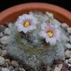 Vai alla scheda di Mammillaria glassii f. lau 1339