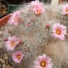 Vai alla scheda di Mammillaria glassii v. nominis-dulcis